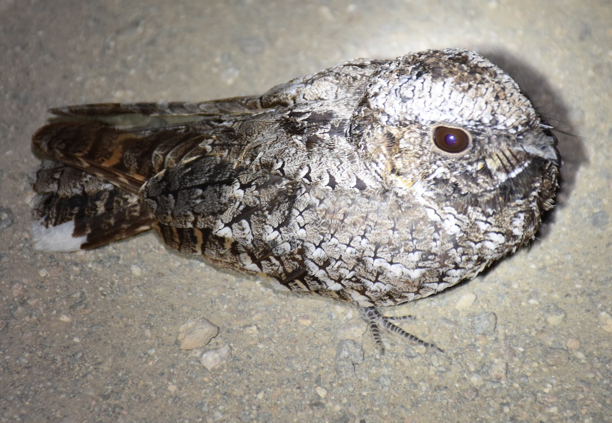 Common Poorwill - ML60560151