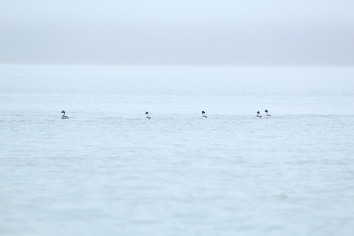 Hooded Grebe - Gerónimo Cutolo