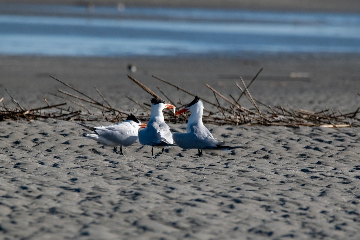 Royal Tern - Andrew Lydeard