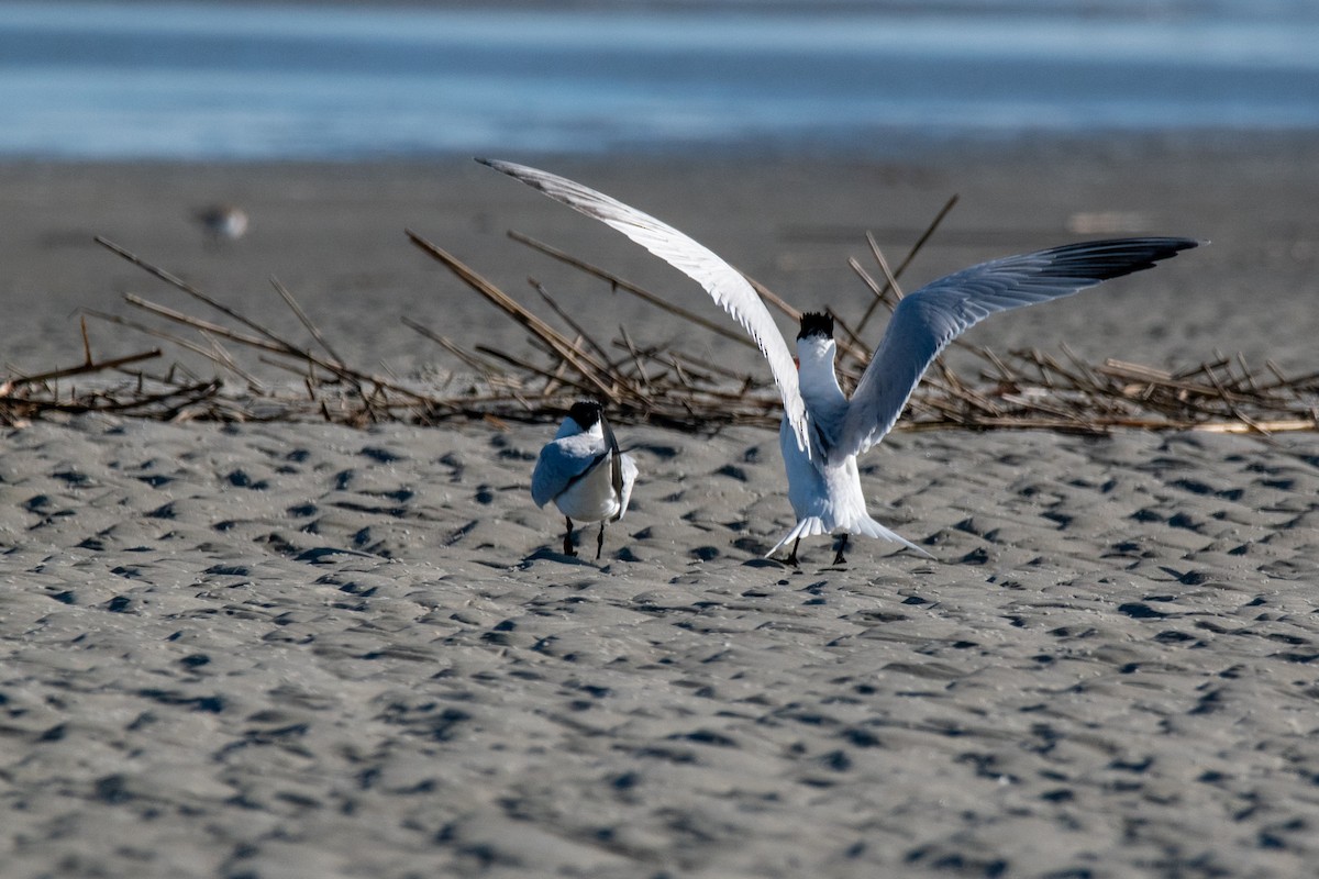 Royal Tern - Andrew Lydeard