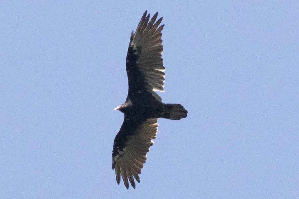 Turkey Vulture - ML605603451