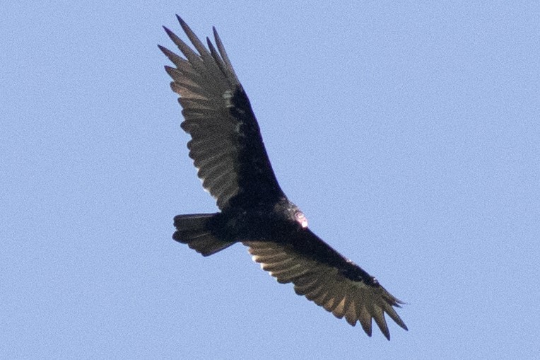 Turkey Vulture - ML605603551