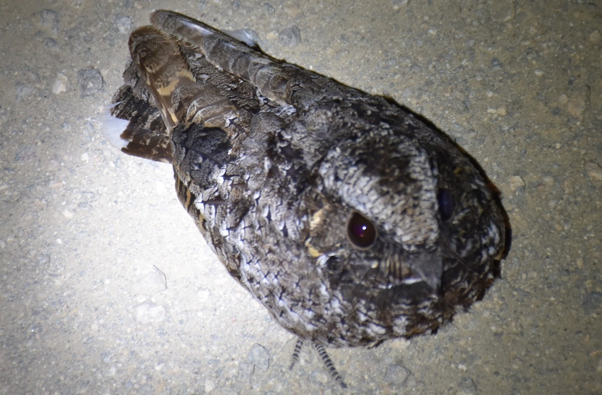 Common Poorwill - ML60560391