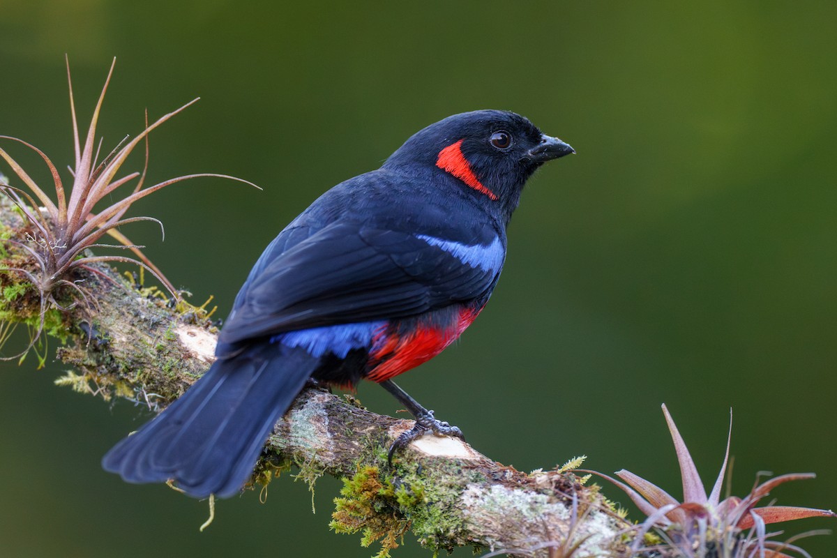 Scarlet-bellied Mountain Tanager - Jeff Hapeman