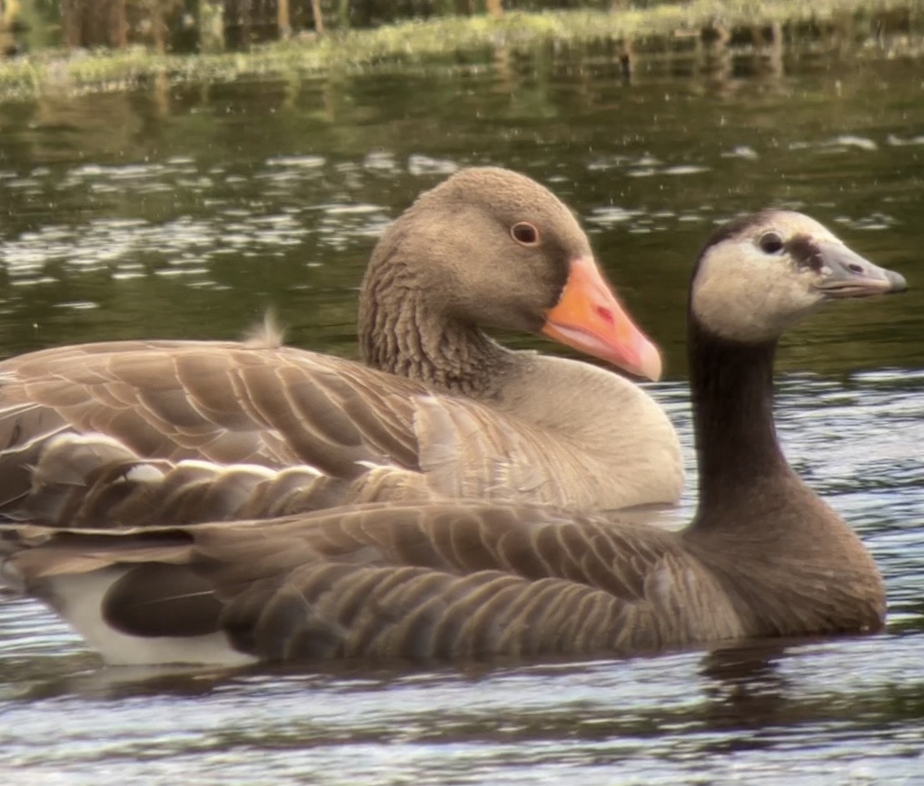 Graylag x Barnacle Goose (hybrid) - ML605605601