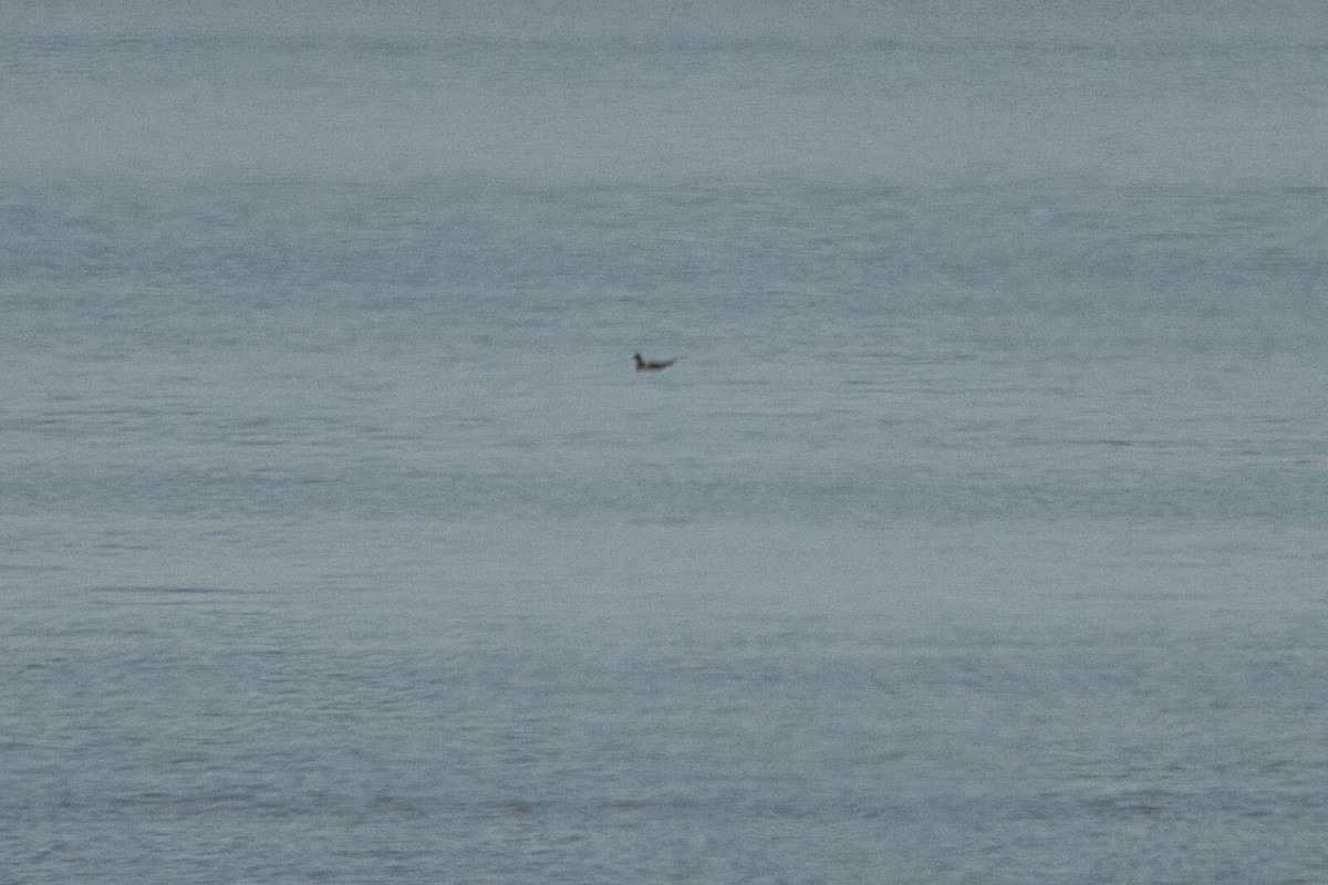 Long-tailed Jaeger - Cole Penning