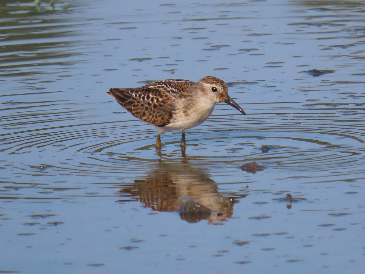 Least Sandpiper - ML605606531