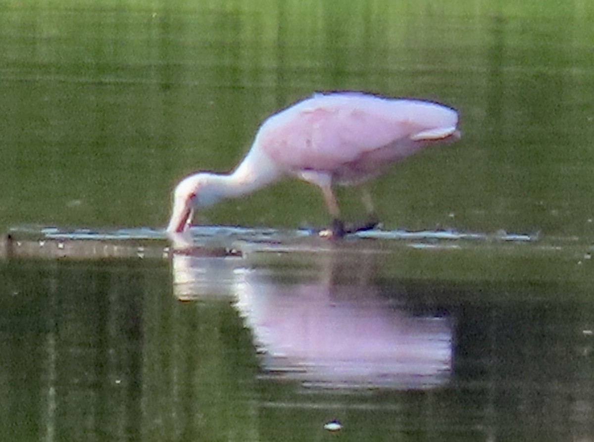 Roseate Spoonbill - ML605606541