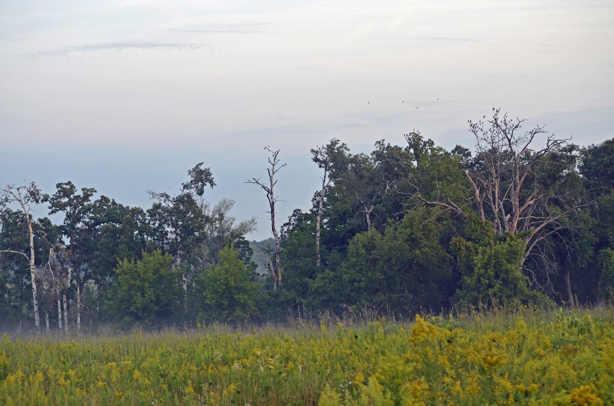 Common Grackle - ML605606651