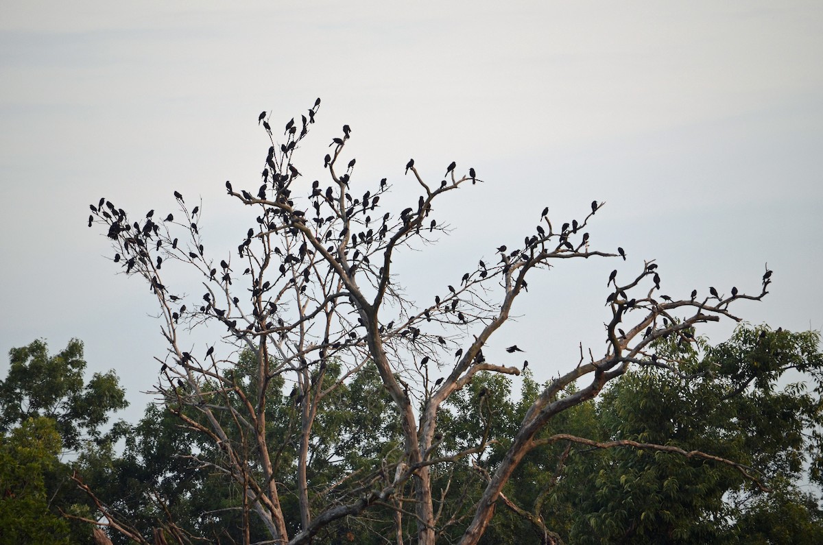 Common Grackle - ML605606741