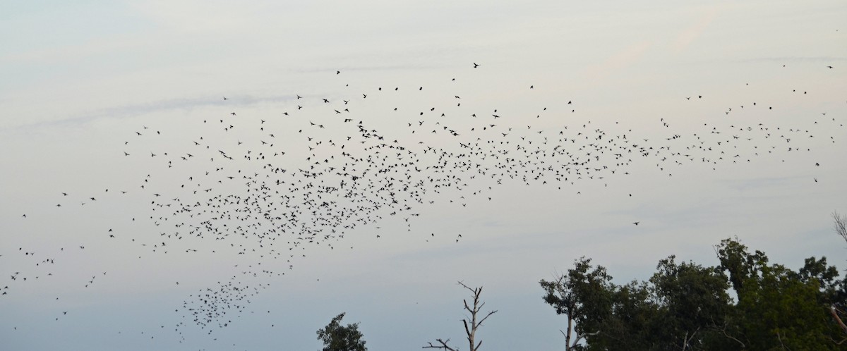 Common Grackle - ML605606781
