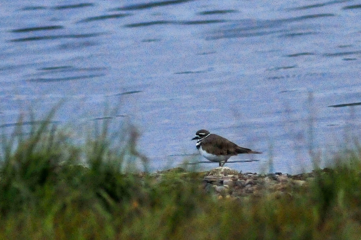 Killdeer - Tyler Doyle