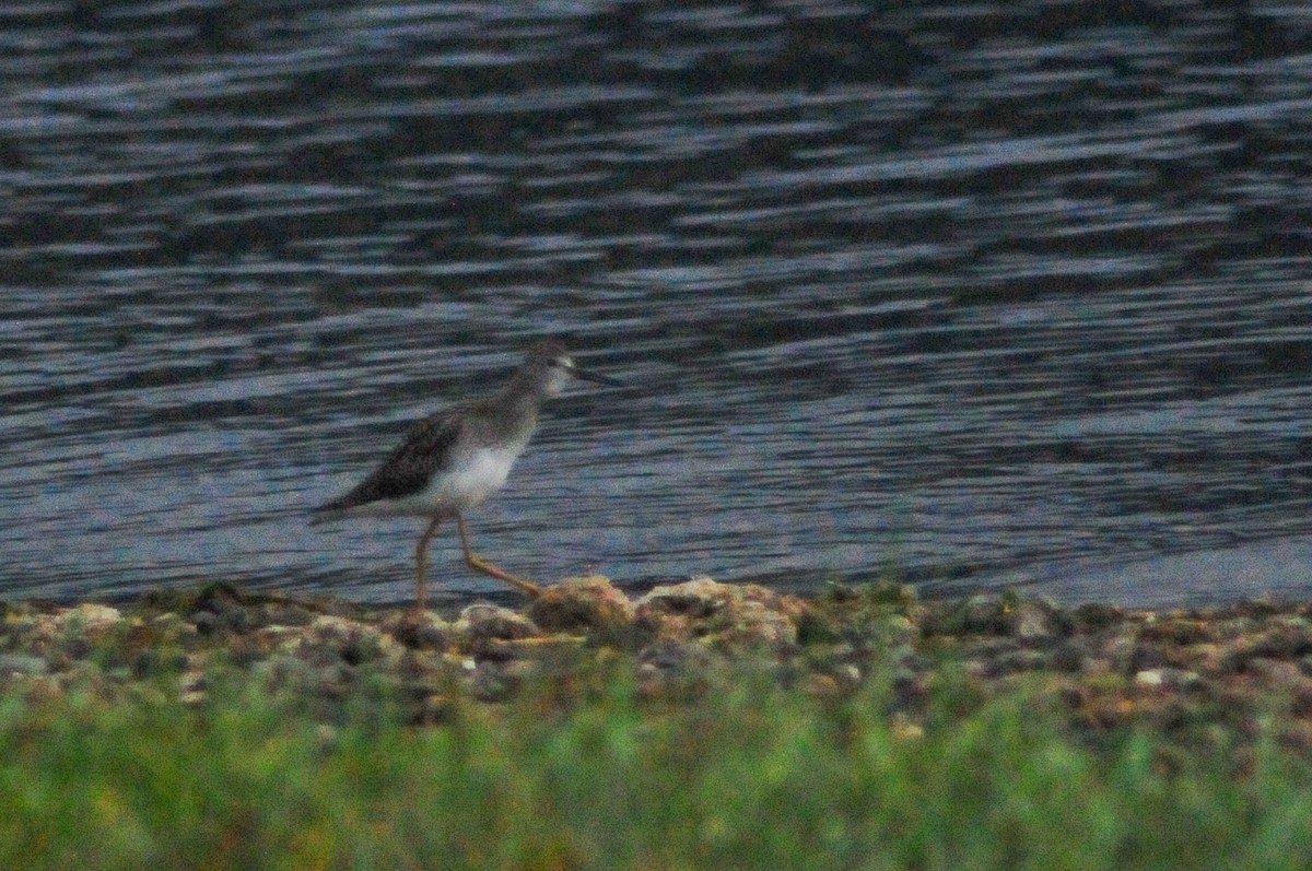 Greater Yellowlegs - ML605606901