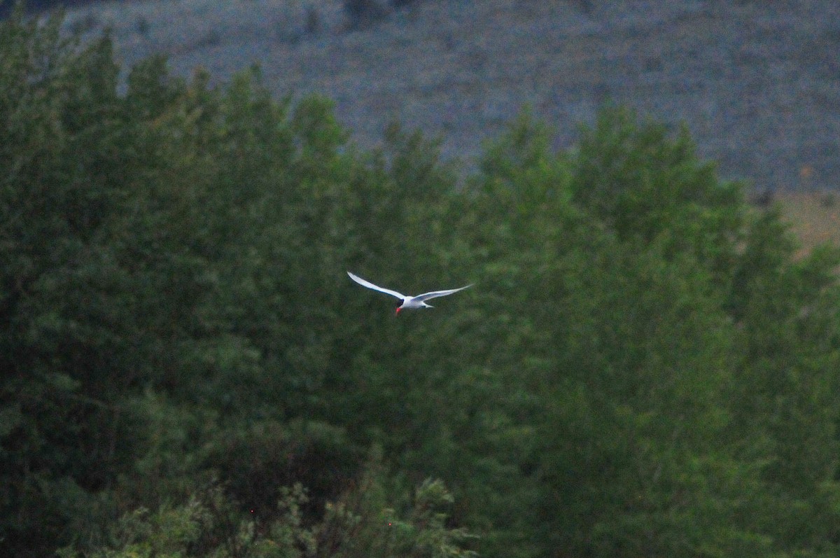 Caspian Tern - ML605607111