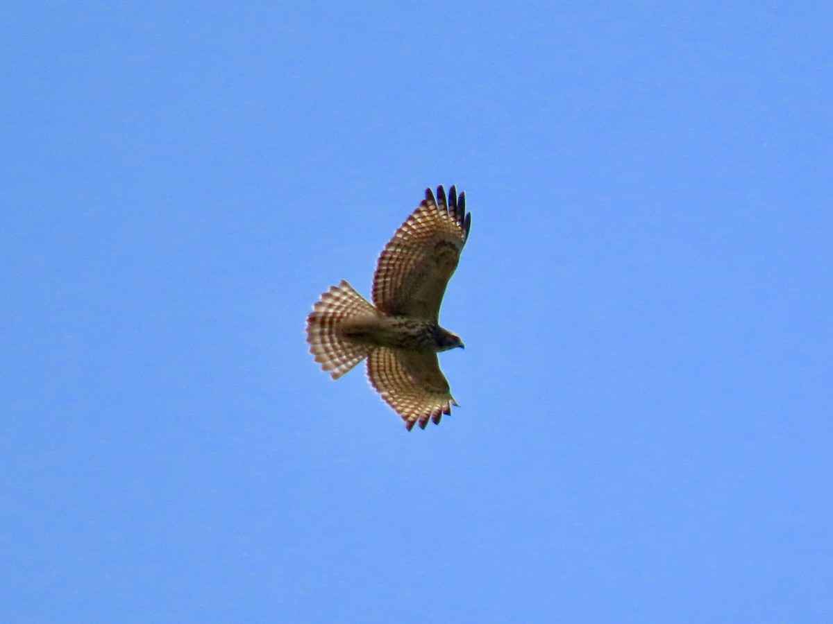 Red-shouldered Hawk - Richard Gregg