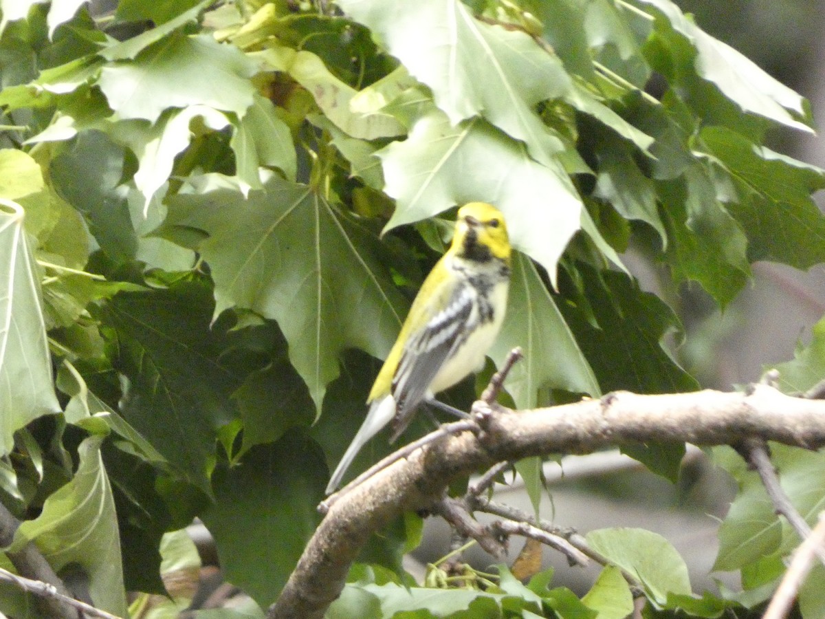 Black-throated Green Warbler - ML605608361