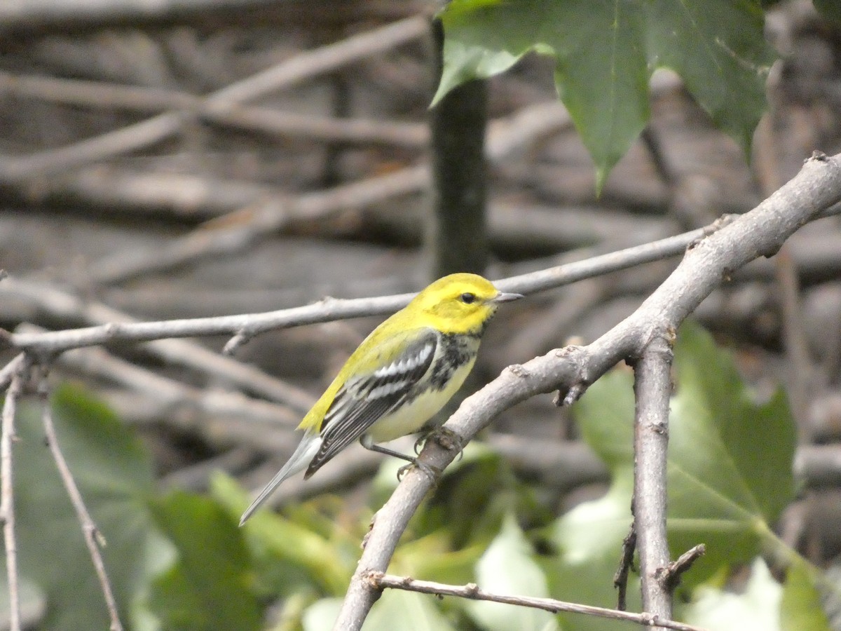 Black-throated Green Warbler - ML605608371