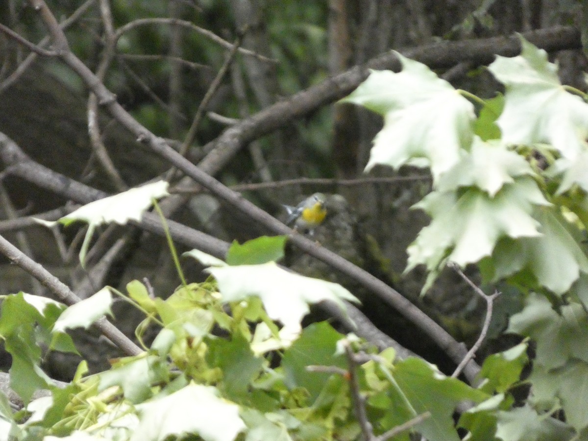 Northern Parula - ML605608521
