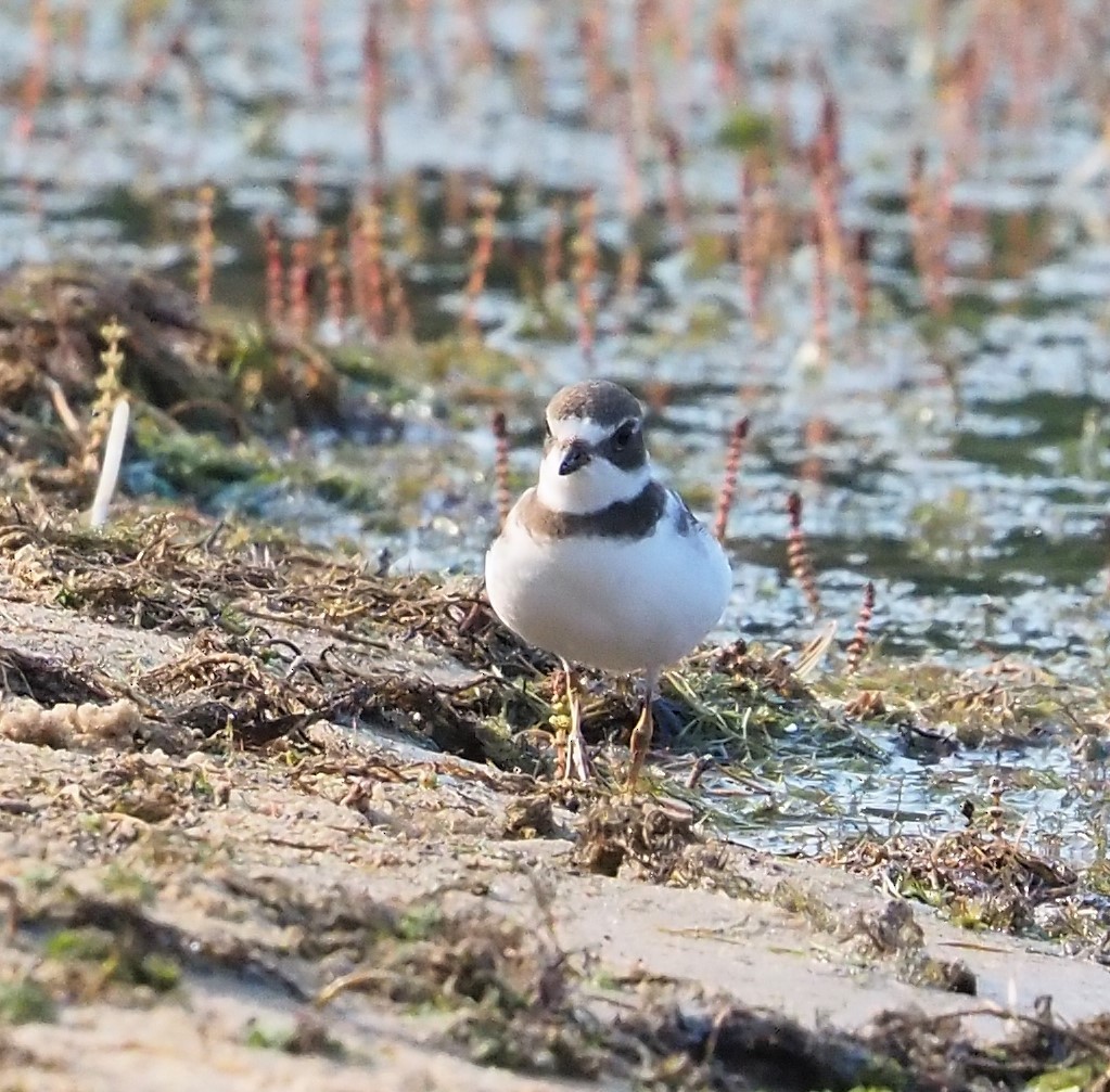 Semipalmated Plover - ML605608611