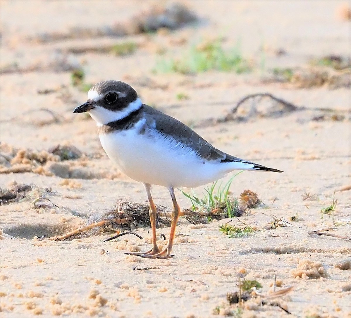 Semipalmated Plover - ML605608621