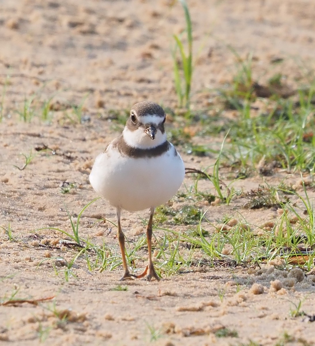 Semipalmated Plover - ML605608631