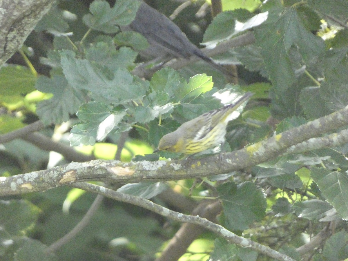 Cape May Warbler - ML605608791