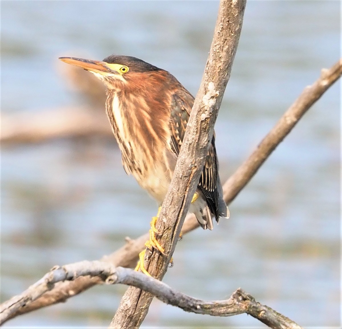 Green Heron - ML605608881