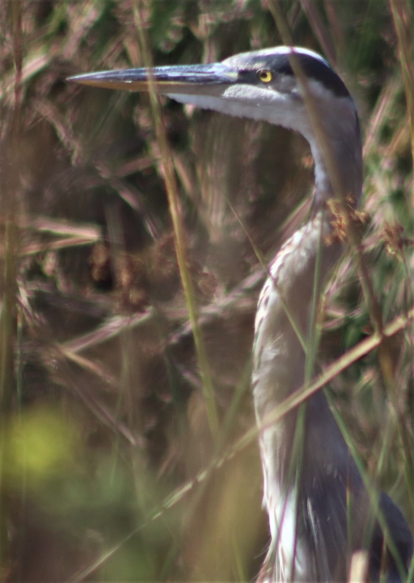 Great Blue Heron - ML605609171