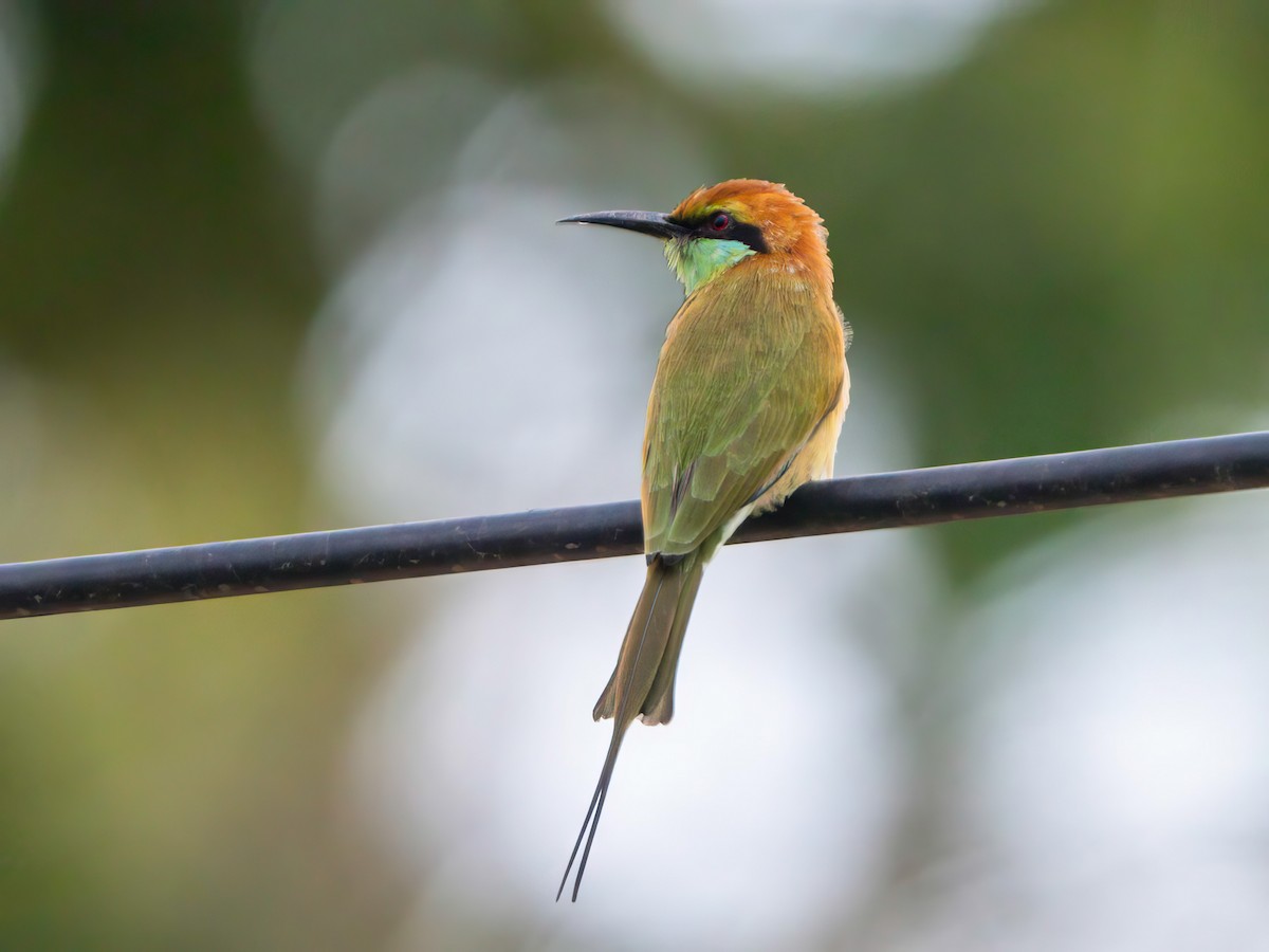Asian Green Bee-eater - ML605609691