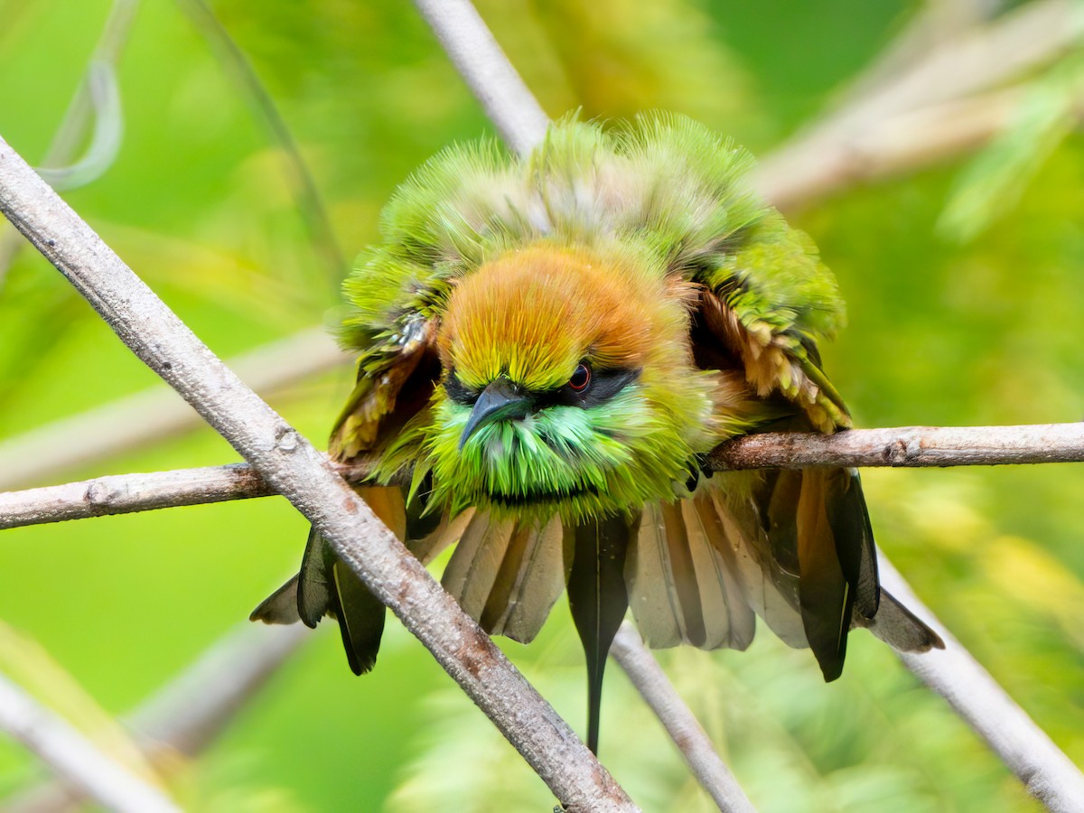 Asian Green Bee-eater - ML605609701