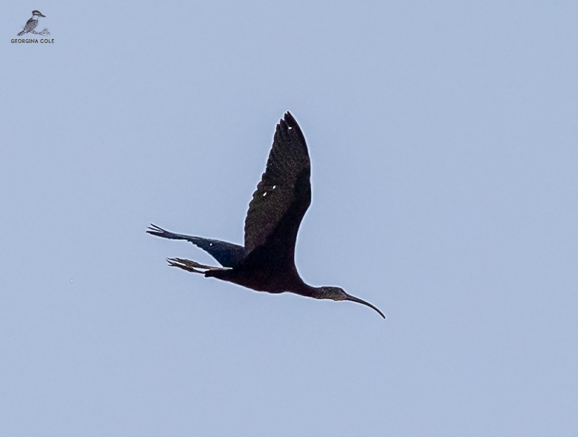 ibis hnědý - ML605609821