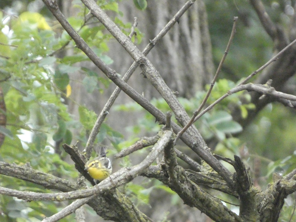 Blackburnian Warbler - ML605610201
