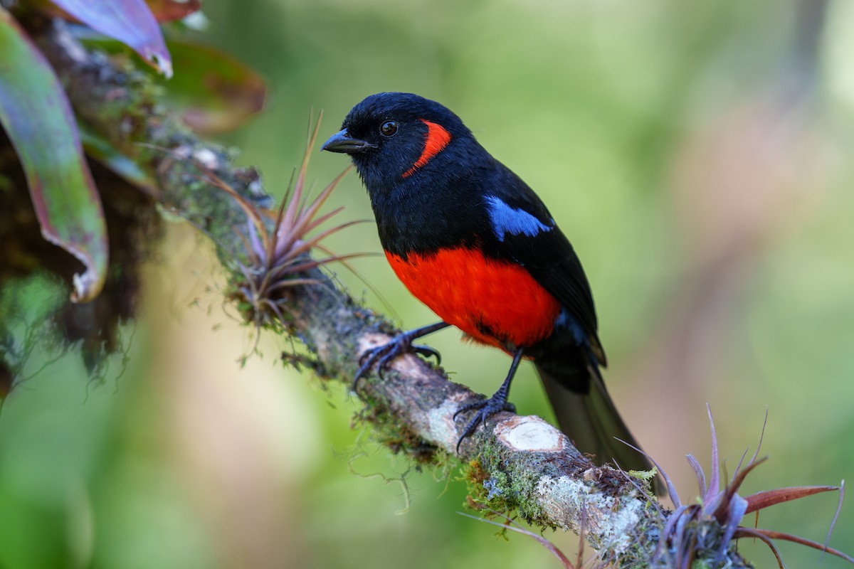 Scarlet-bellied Mountain Tanager - Jeff Hapeman