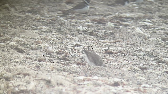 Siberian Sand-Plover - ML605610781