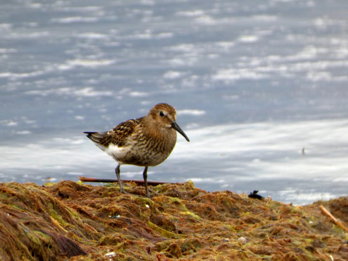 Dunlin - ML605611661