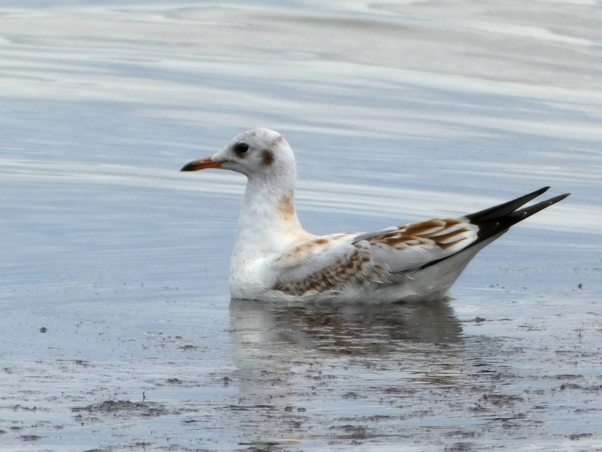 Black-headed Gull - ML605611711