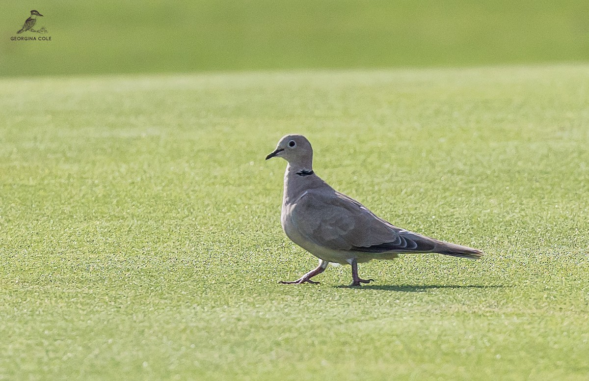 Eurasian Collared-Dove - Georgina Cole