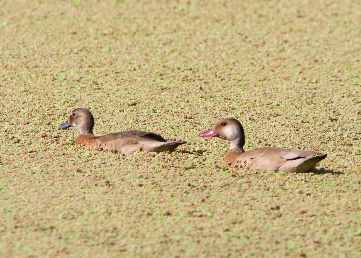 Canard amazonette - ML605612211