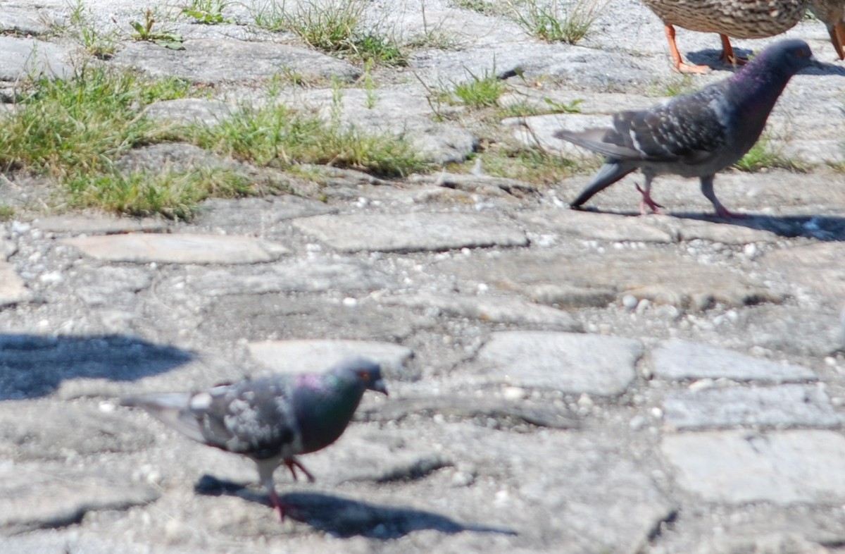 Rock Pigeon (Feral Pigeon) - ML605612401