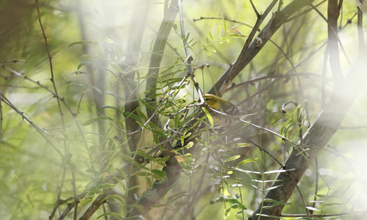 Black-throated Green Warbler - ML605612961