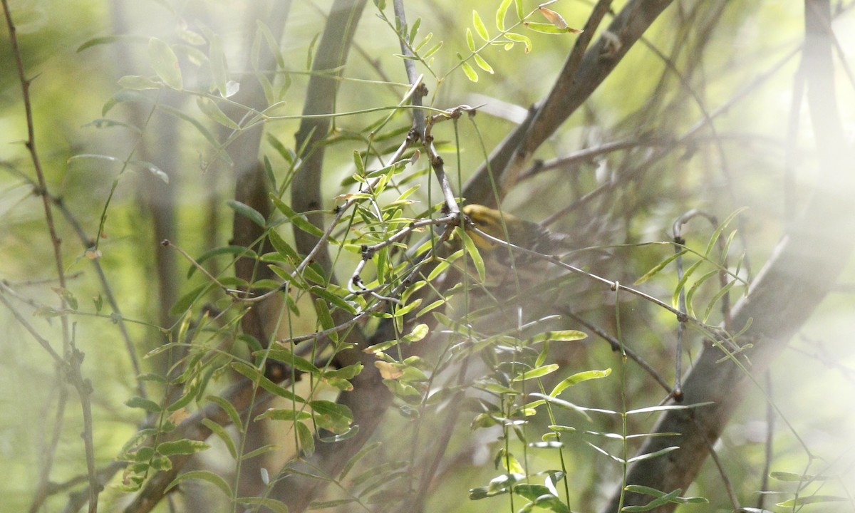 Black-throated Green Warbler - ML605612981