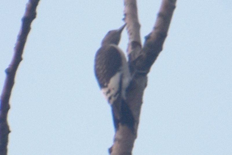 Red-headed Woodpecker - ML605613571