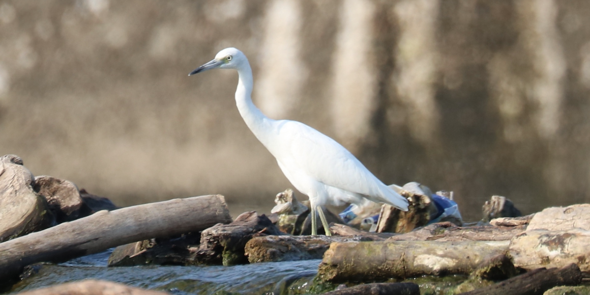 Little Blue Heron - ML605615311