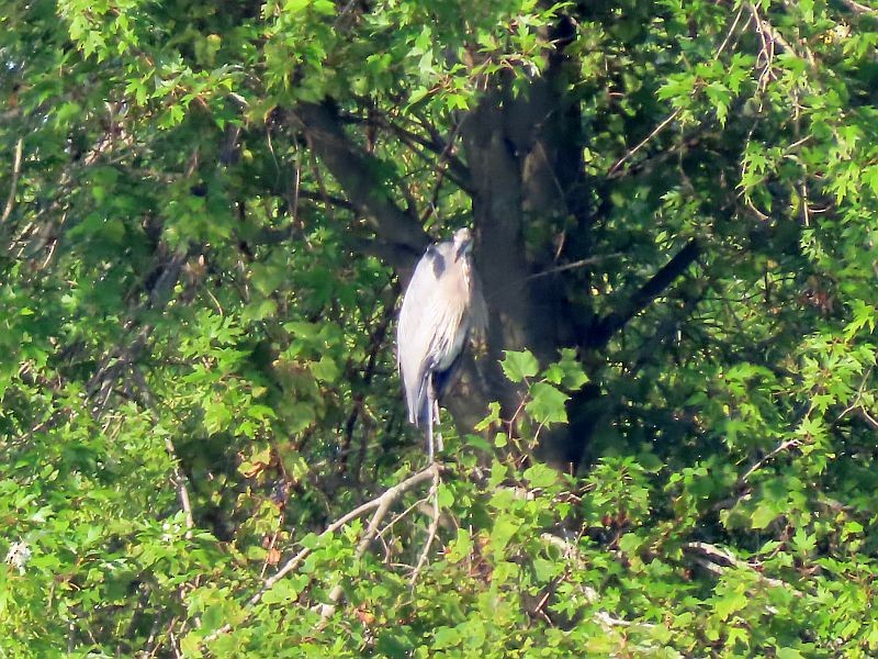 Great Blue Heron - ML605615381