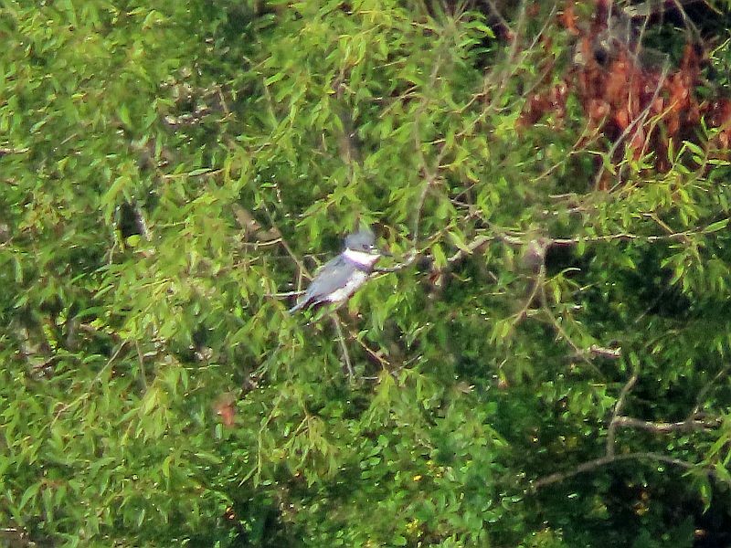 Belted Kingfisher - Tracy The Birder