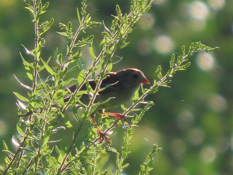 Field Sparrow - ML605615471