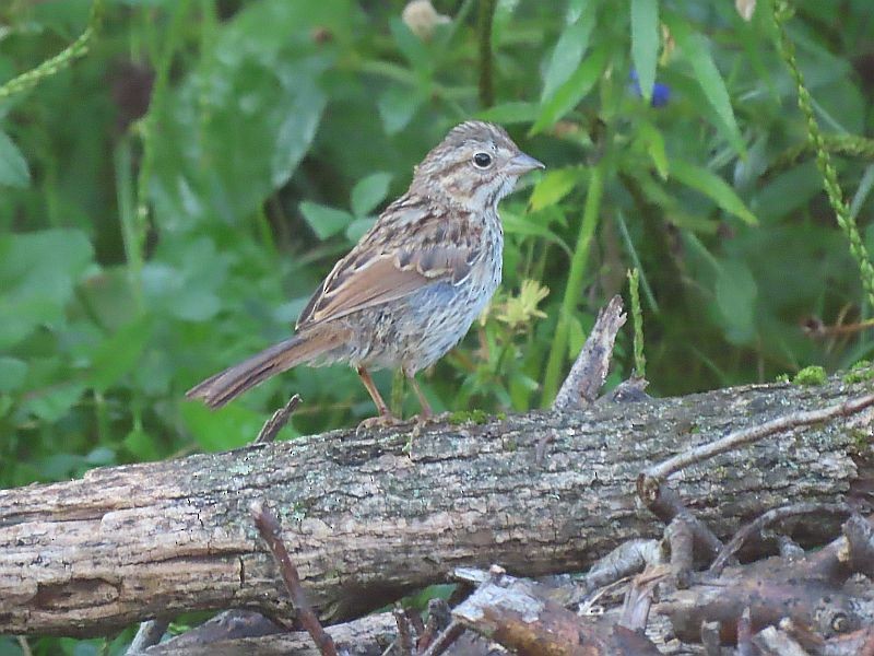 Song Sparrow - ML605615501