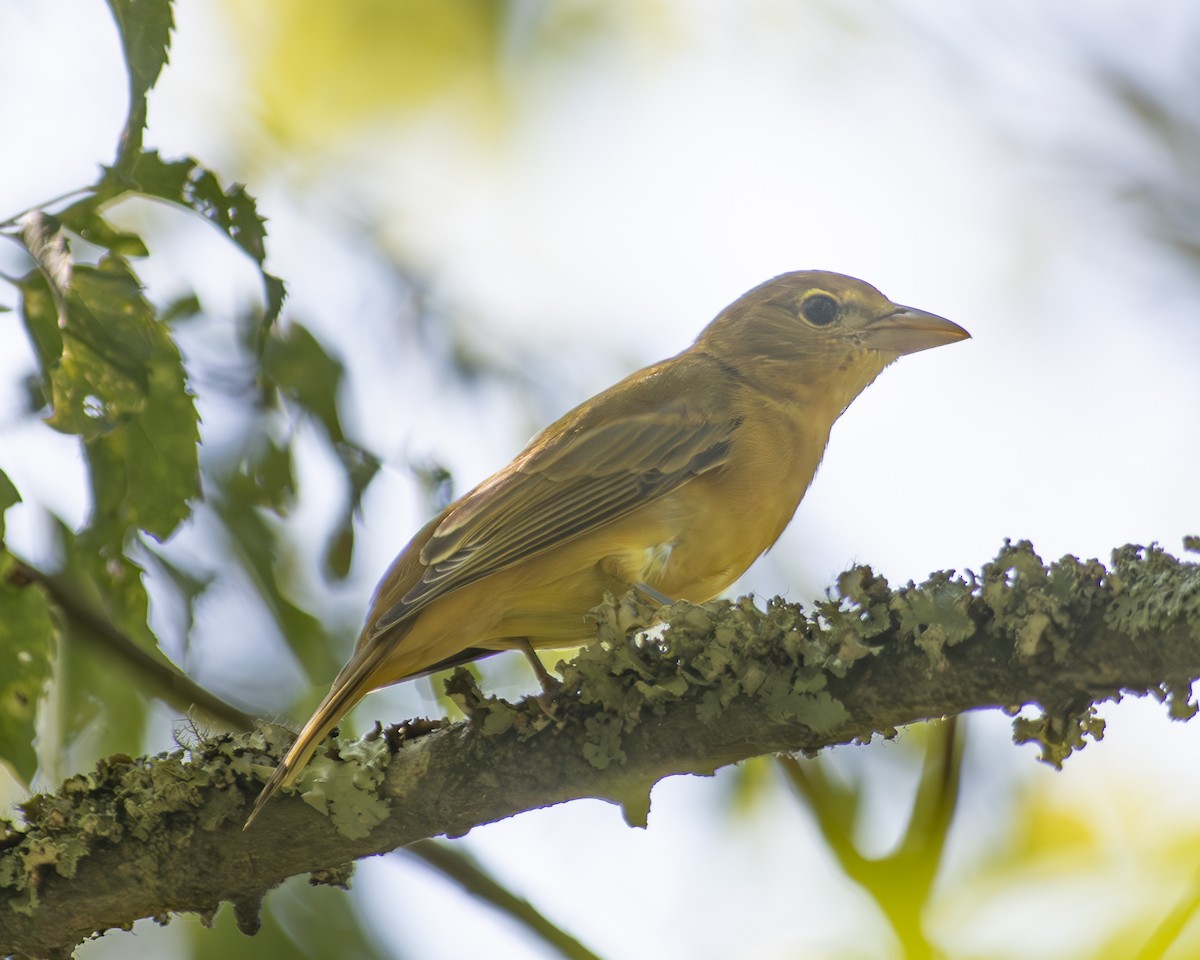 Summer Tanager - ML605616411