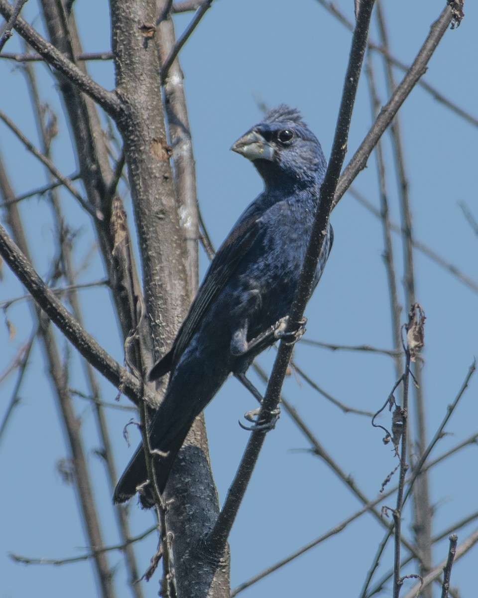 Blue Grosbeak - ML605616651