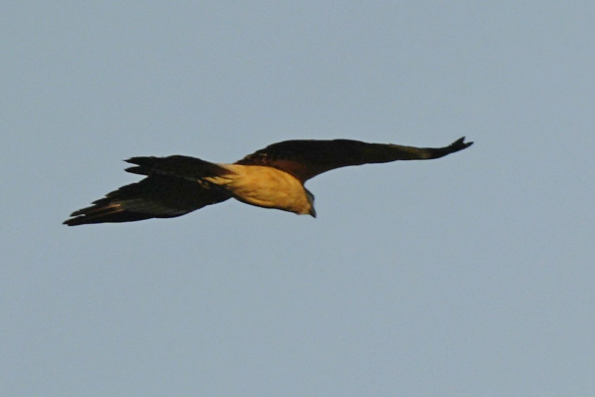 Yellow-headed Caracara - ML605617111